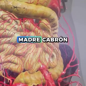 Detox Celular Cabrón