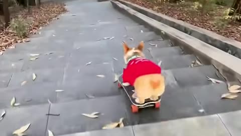 Corgi dog rides down the stairs on a skateboard