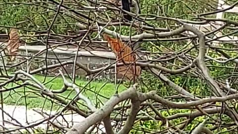 Eastern Towhee and tulip eating squirrel.