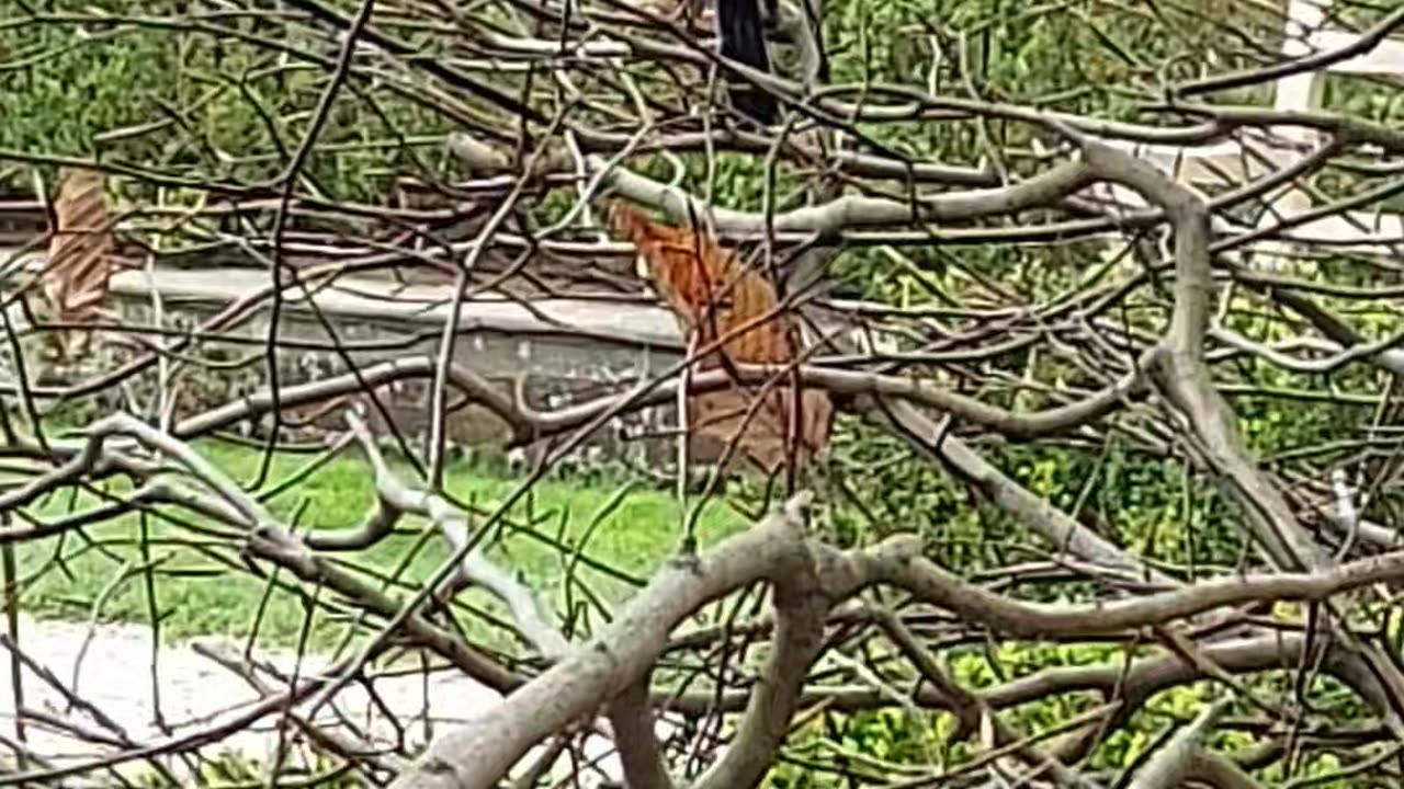 Eastern Towhee and tulip eating squirrel.