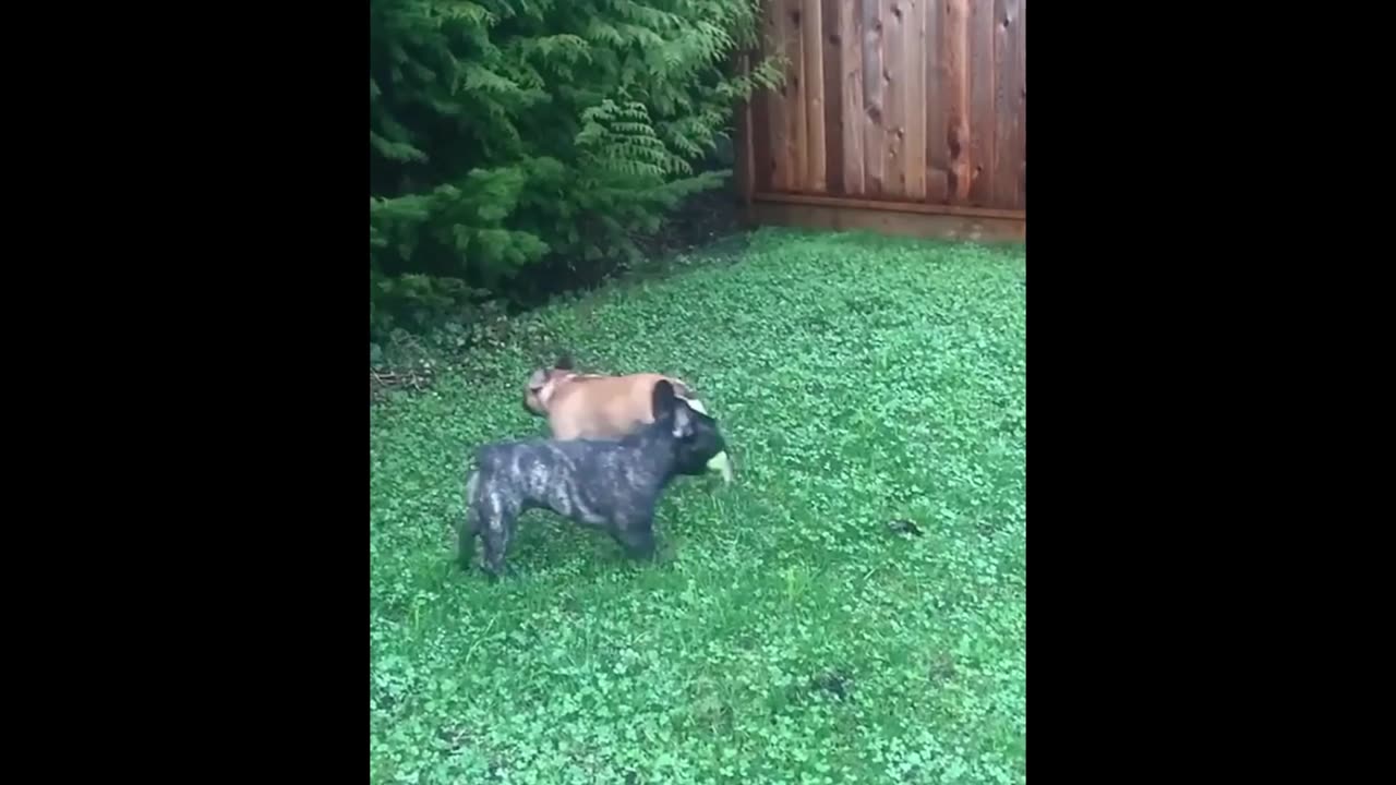 Funniest Dog & Cat Moments Caught on Camera | Try Not to Laugh 😂🐾