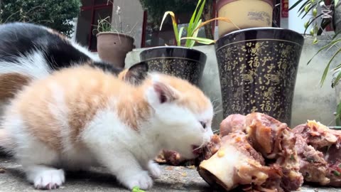 Hungry Kitten's Mealtime Adventures