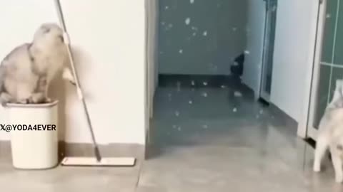 Cat pranking, gets pranked