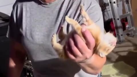 🐱😱 Kitten Acts Dead When Caught! | FeedMyCuriosity