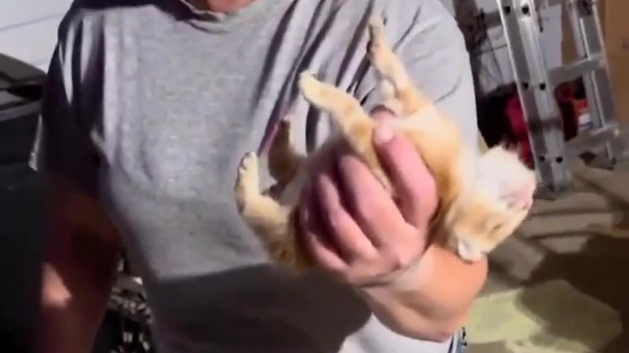 🐱😱 Kitten Acts Dead When Caught! | FeedMyCuriosity
