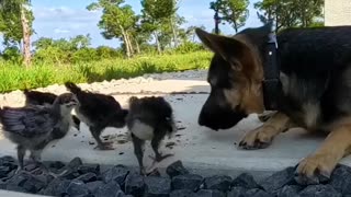 German Shepherd JEALOUS of baby chicks