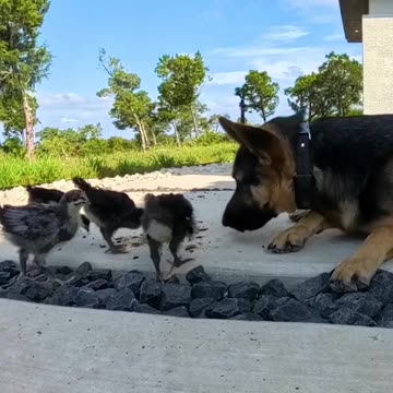 German Shepherd JEALOUS of baby chicks