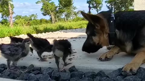 German Shepherd JEALOUS of baby chicks