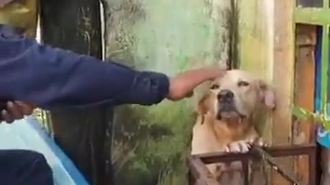 Love animals