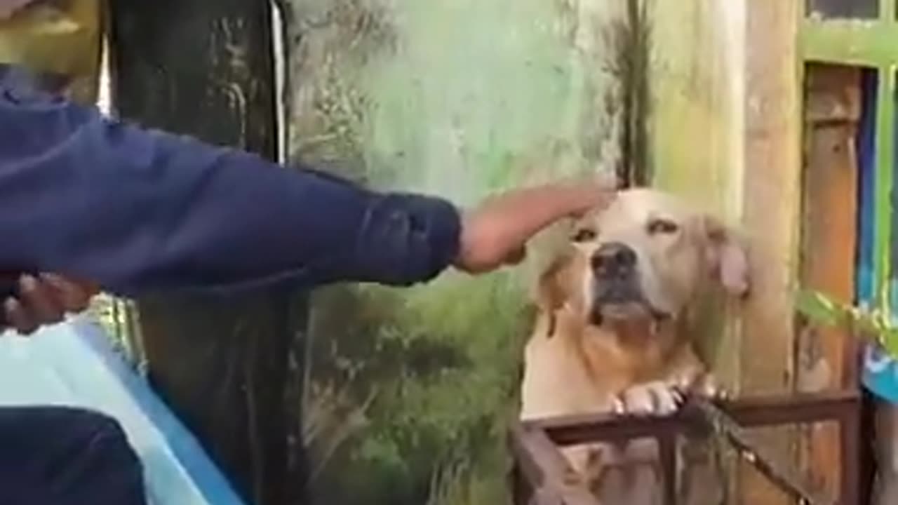 Love animals