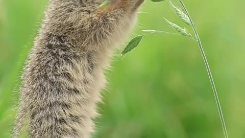 Playful Squirrel: Cute Moments in Nature part 2