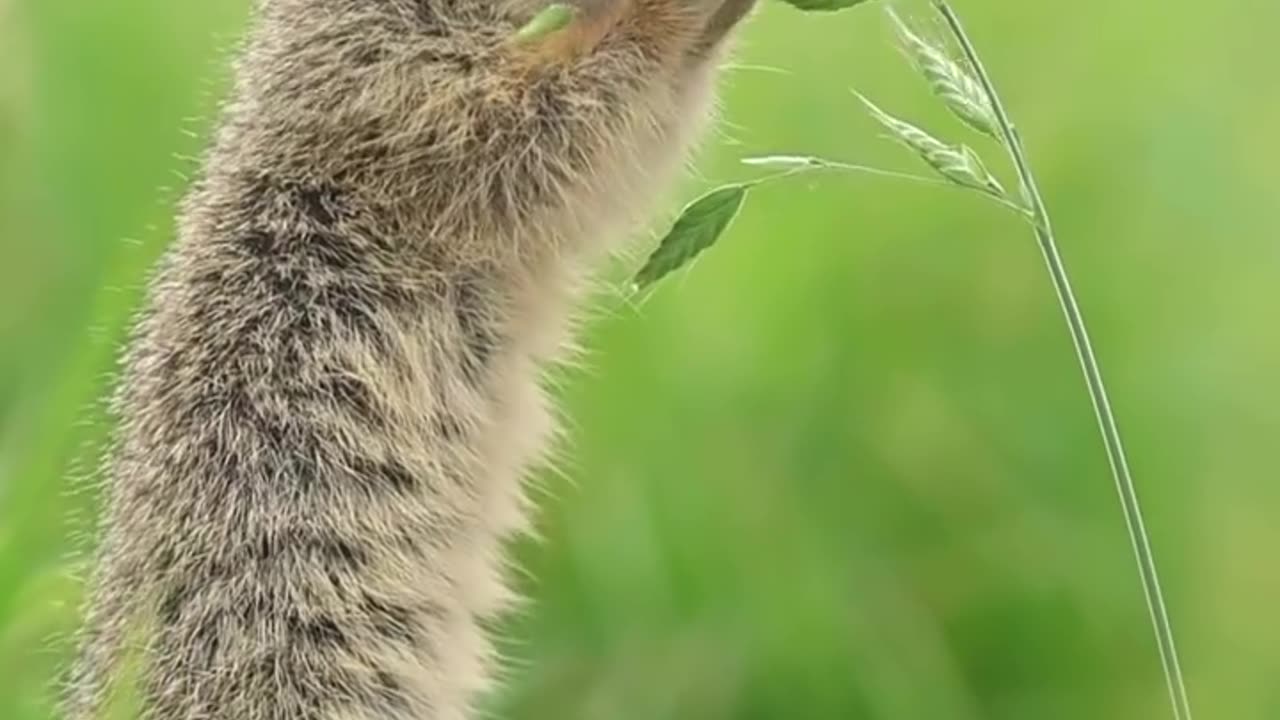 Playful Squirrel: Cute Moments in Nature part 2