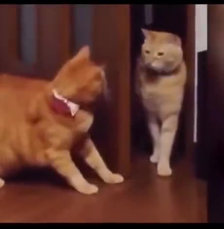 surprise pat! Pat the cat!