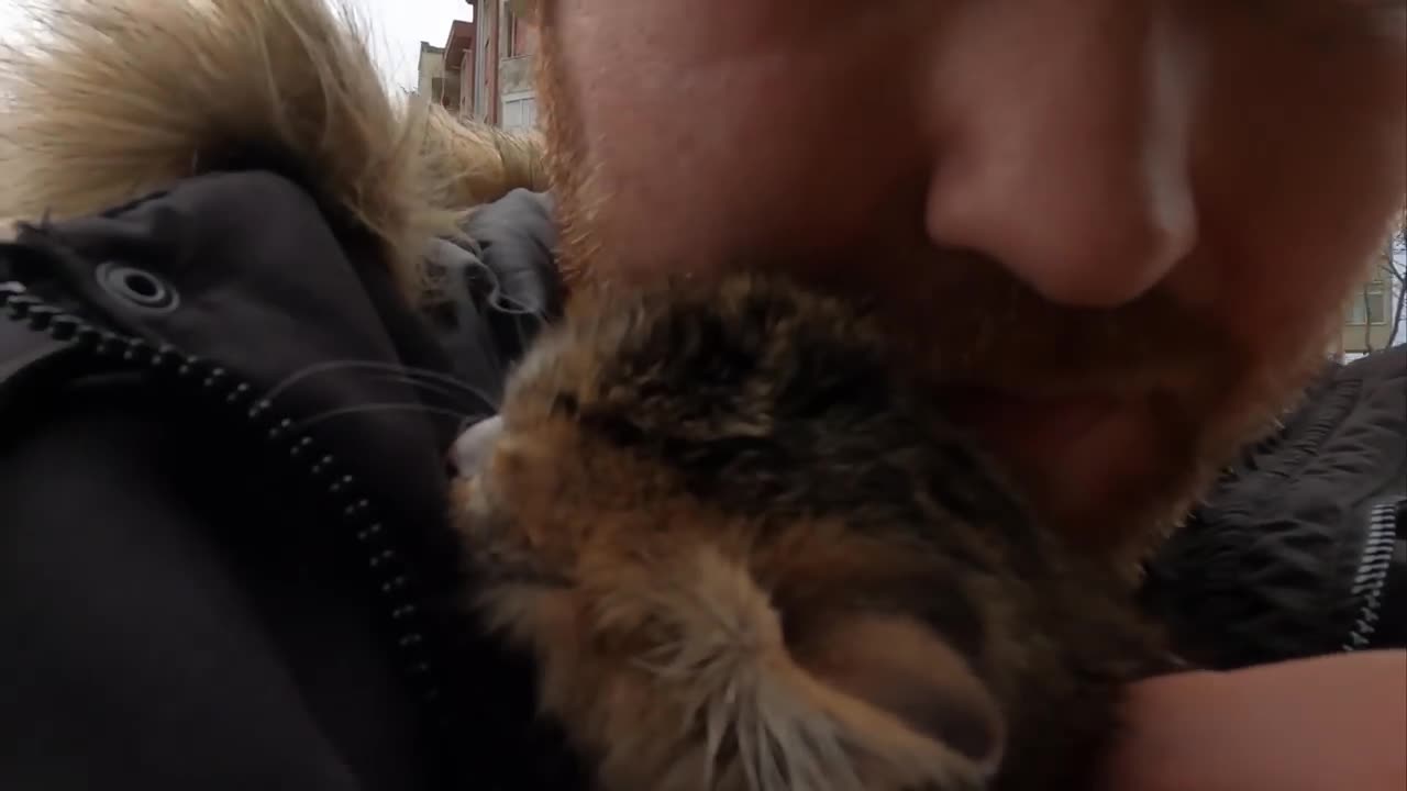 Tiny Kitten's Cry for Help on a Freezing Cold Day
