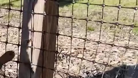 ¿Qué es el pastoreo rotacional?