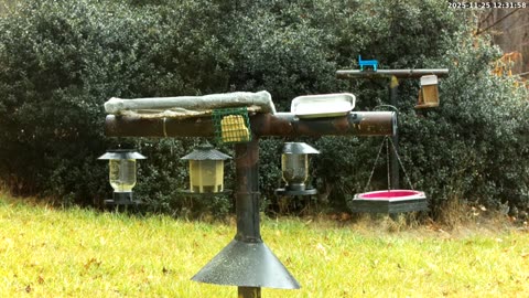 Bird Feeder in Western Maryland USA