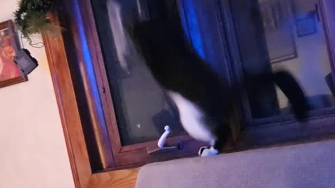 Cat Zoomies Takes Down Window Screen