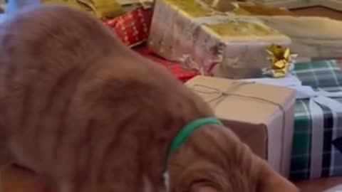 🐱🎁 My Cat Started Inspecting ALL the Christmas Gifts… This Was Hilarious 😂🎄