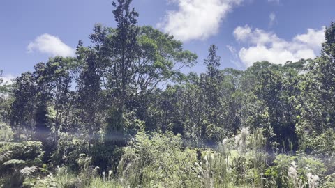 PA ALII ROAD - CABIN FOR SALE ON ALMOST 1/2 ACRE