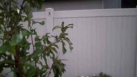 Huge orb weaver in the cumberland garden!