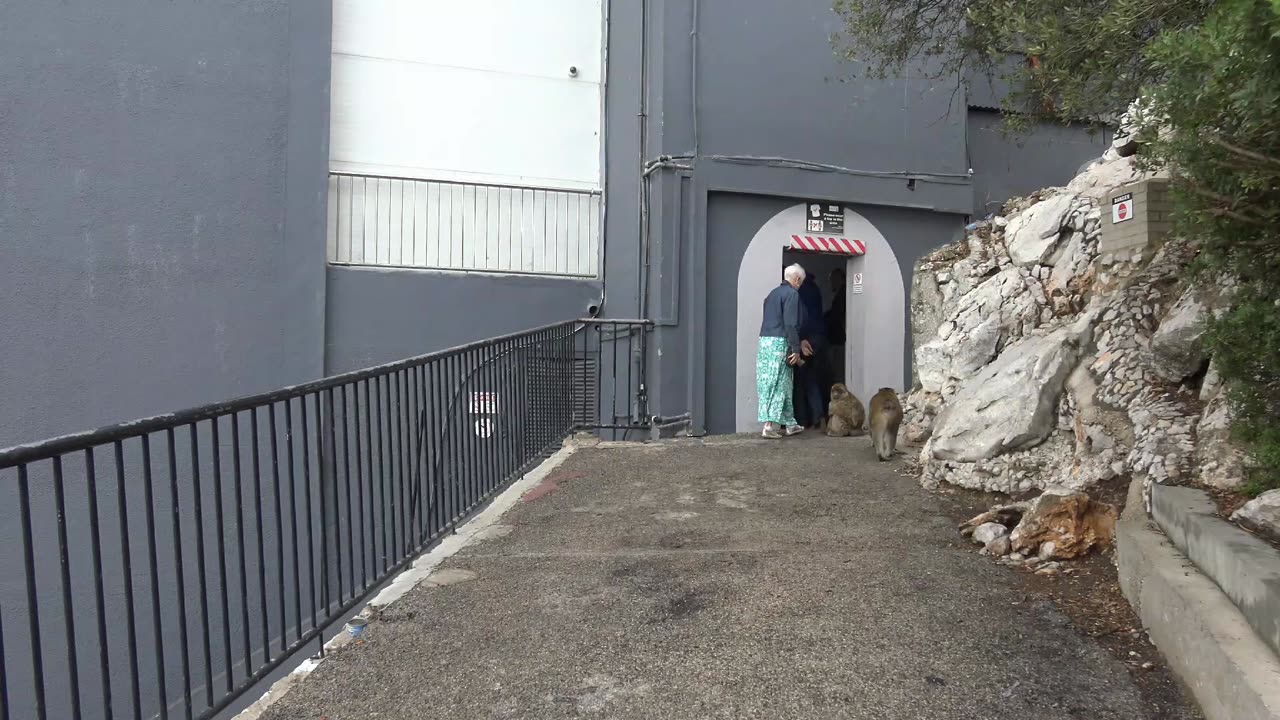 Gibraltar rock to, O Hara's Battery and Barbary Macaques Monkies Ma29th Oct 2025 Pt 2.