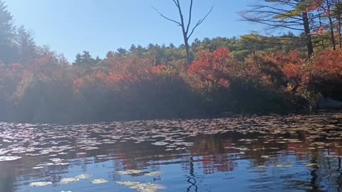 Fall Foliage