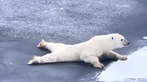 🧊😮 A Polar Bear's Fight for Survival on Thin Ice! | FeedMyCuriosity