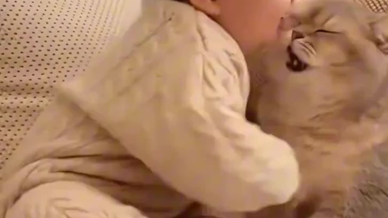 🐱📘Understand Every Signal & Emotion of your Cat !