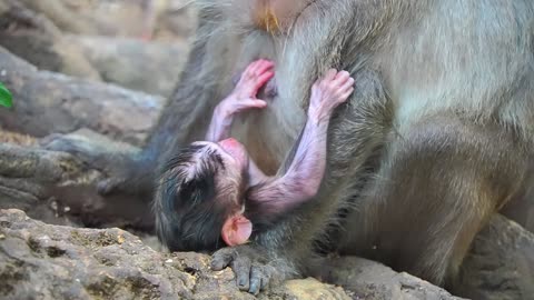 Adorable Moment Of Newborn Baby Monkey JETT