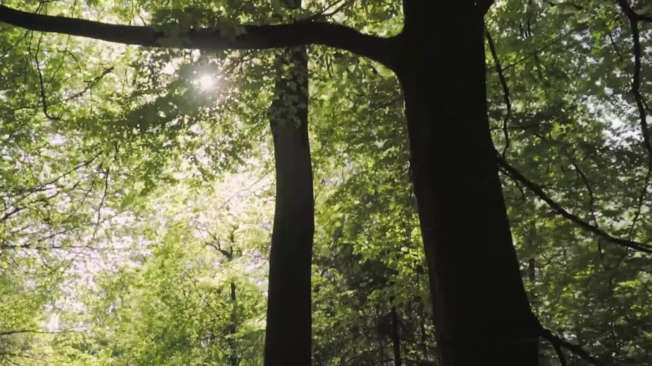 The tanks video v2