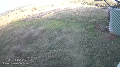 Buck Deer and Kangaroos