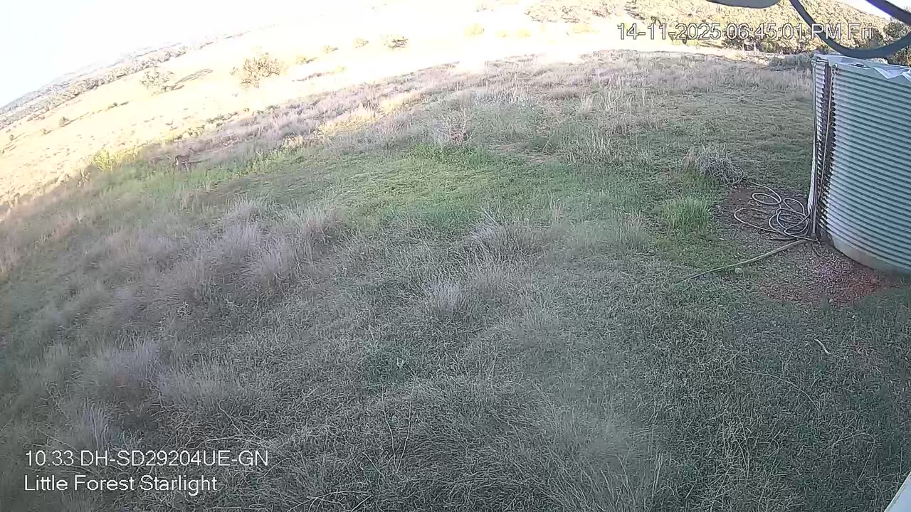 Buck Deer and Kangaroos