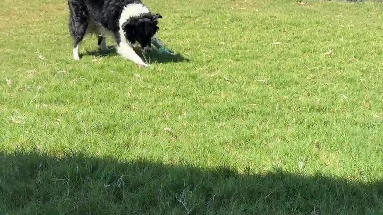 🤣🐶 Two Dogs, One Brain Cell? You Have to See This! | FunFM