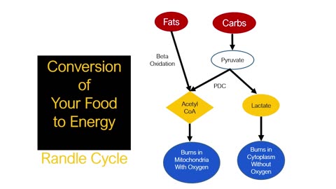 Dr. Mercola And Georgi Dinkov - Crucial Facts About Your Metabolism