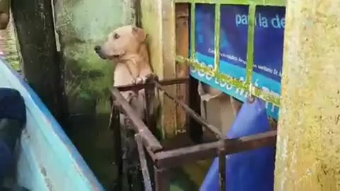 ✨🦸‍♂️ Heroes Rescue Trapped Dog During Floods! Heartwarming Save | FeedMyCuriosity