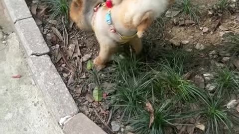 It's so funny how this puppy pees