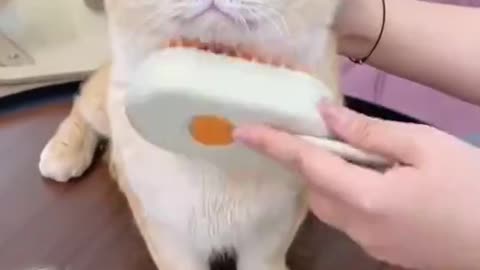 3-in-1 Pet Grooming Brush