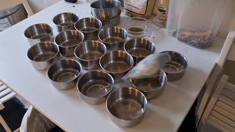 Squeak & Smudge, with Perry Rhodan as Referee