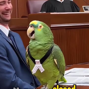 Parrot Lawyer Roasts His Own Client in Court 😂🦜⚖️ #papagoiecho #talkingparot #parrot #funny #birds