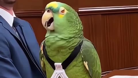Parrot Lawyer Roasts His Own Client in Court 😂🦜⚖️ #papagoiecho #talkingparot #parrot #funny #birds