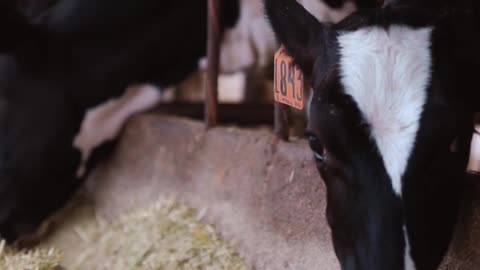 DROUGHT Made Us Do THIS....