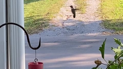 Hummingbird Wars!!