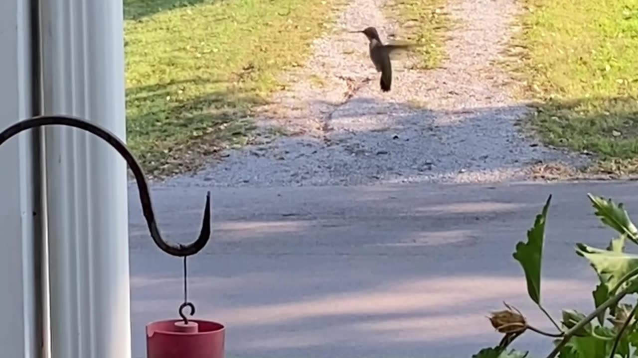 Hummingbird Wars!!