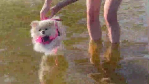 "First Swimming Lesson for My Tiny Chihuahua 😍🐾