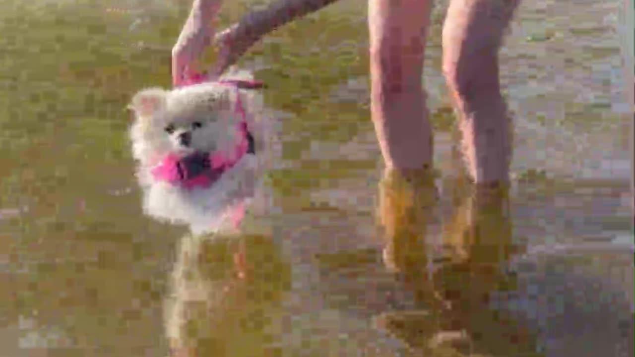 "First Swimming Lesson for My Tiny Chihuahua 😍🐾