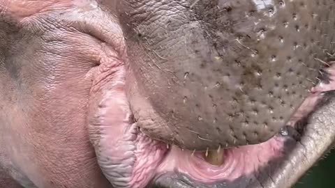 Hippo came out of the water for food