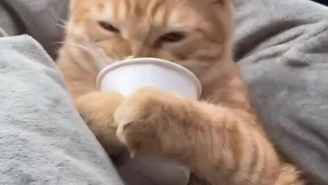 How paws holding onto the cup 😫