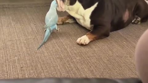 Top 16 Funniest Dogs vs Birds Moments
