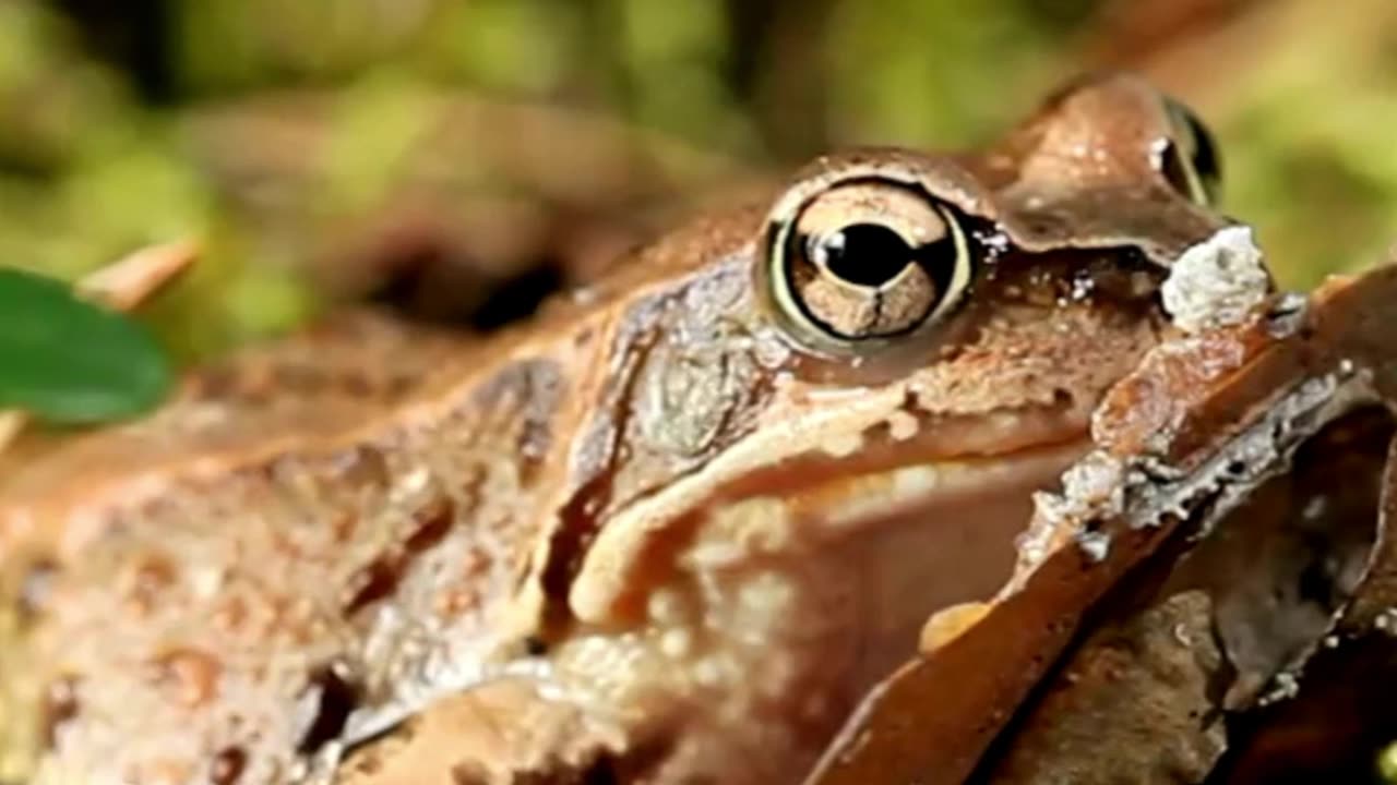 How This Frog Comes Back from the Dead!