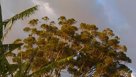 A Crackle of Cockatoos